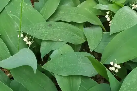 Lily of the valley