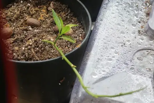 Another plant, maybe Jasmine, that I got in February 2015 as well