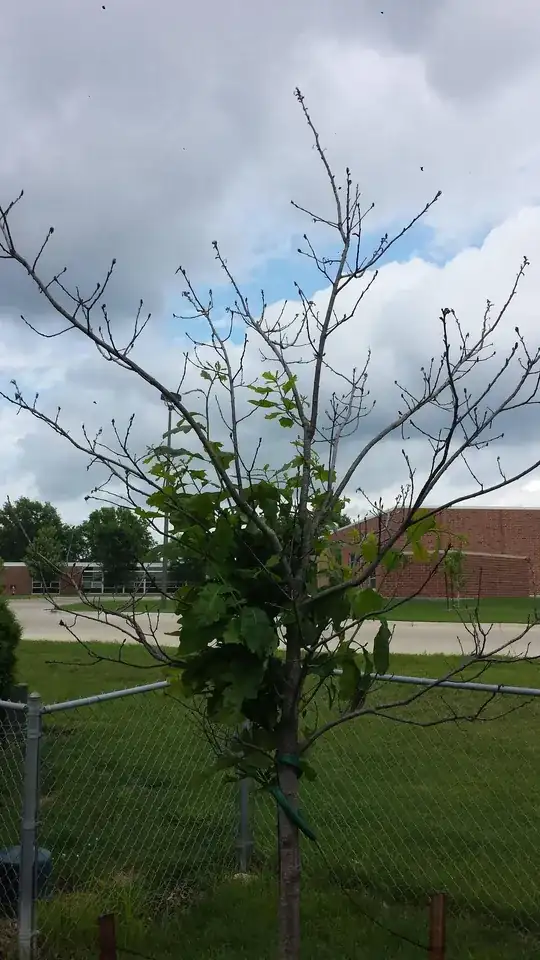 The Tree