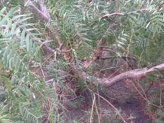 leaves