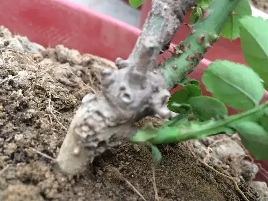 Roseplant2