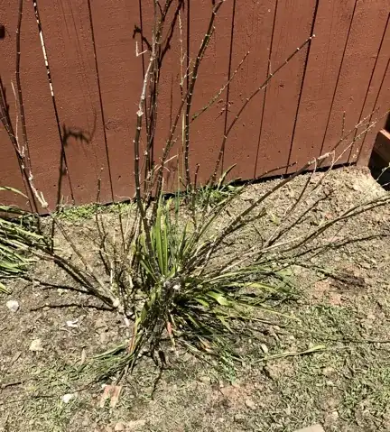 plant growing out of milkweed