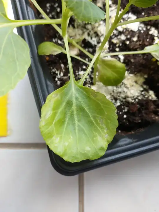 cabbage 2
