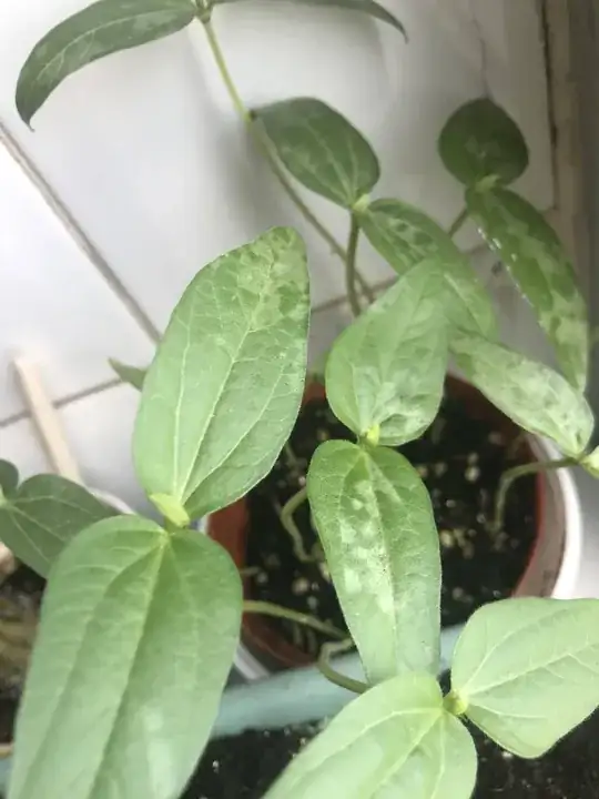white patch