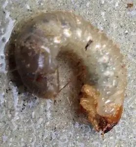 My insect