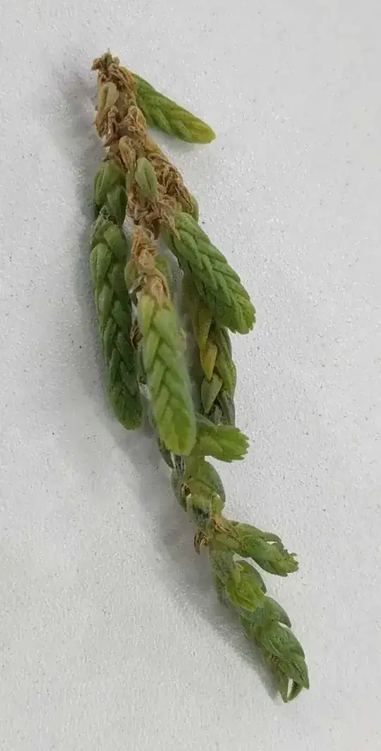 **plant in a egg pot**