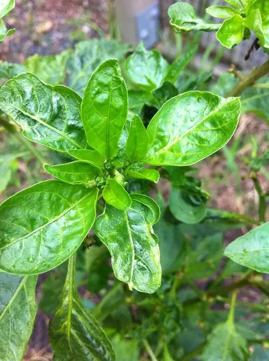 New shoots after calcium, water, and grass removal