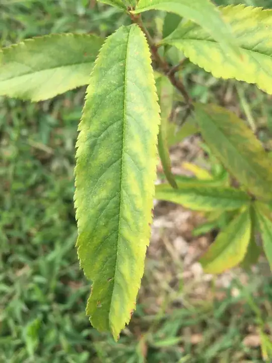 First sign of yellowing