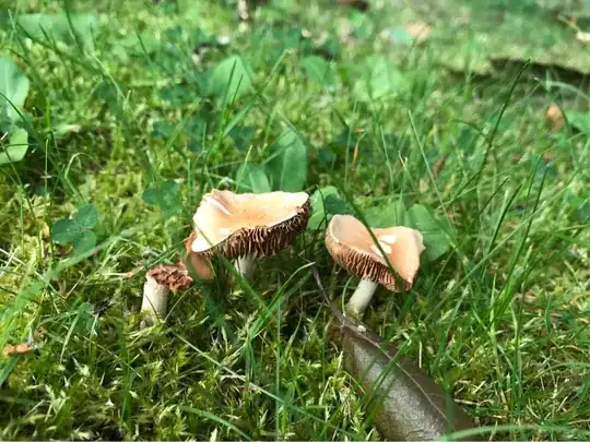 mushroom