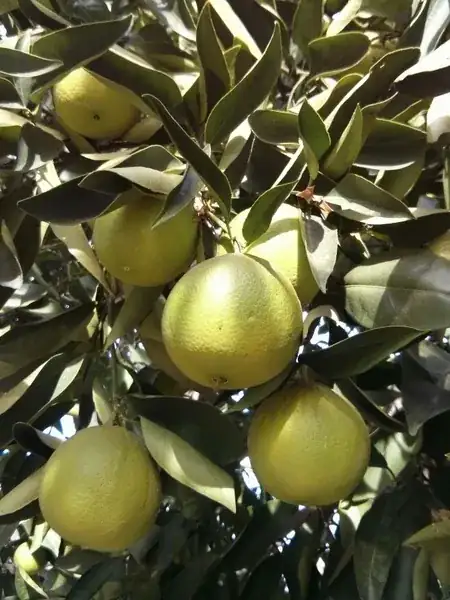 small fruit, curled leaves