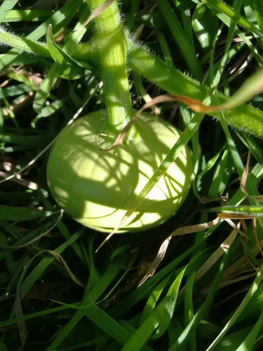 more globular fruit