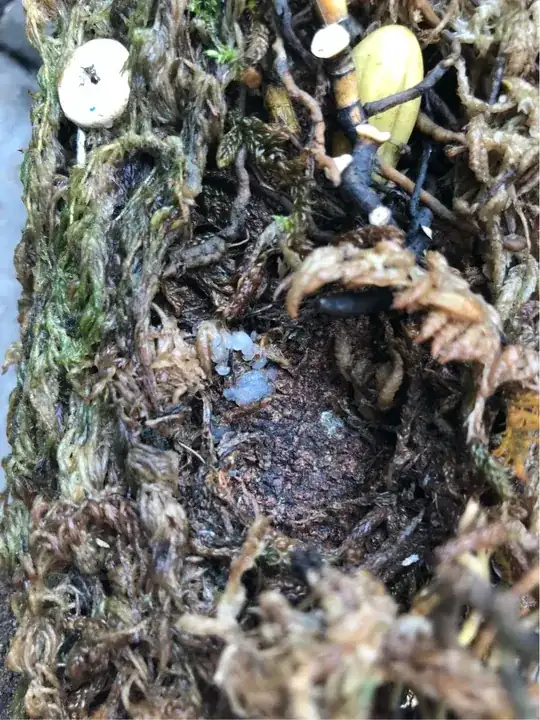 small white egg-like sacs - close
