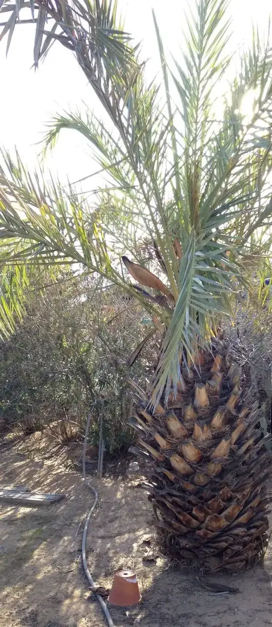 Palm tree
