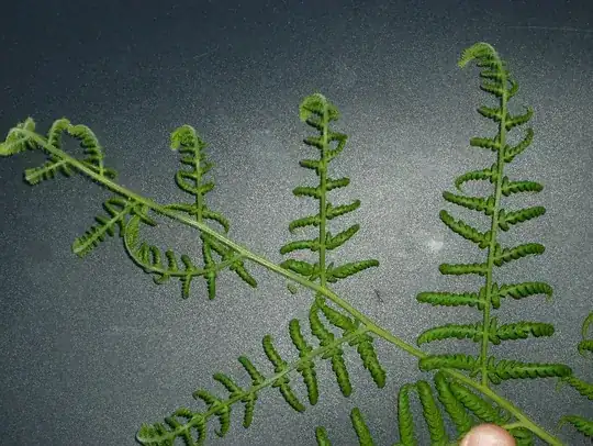 branching