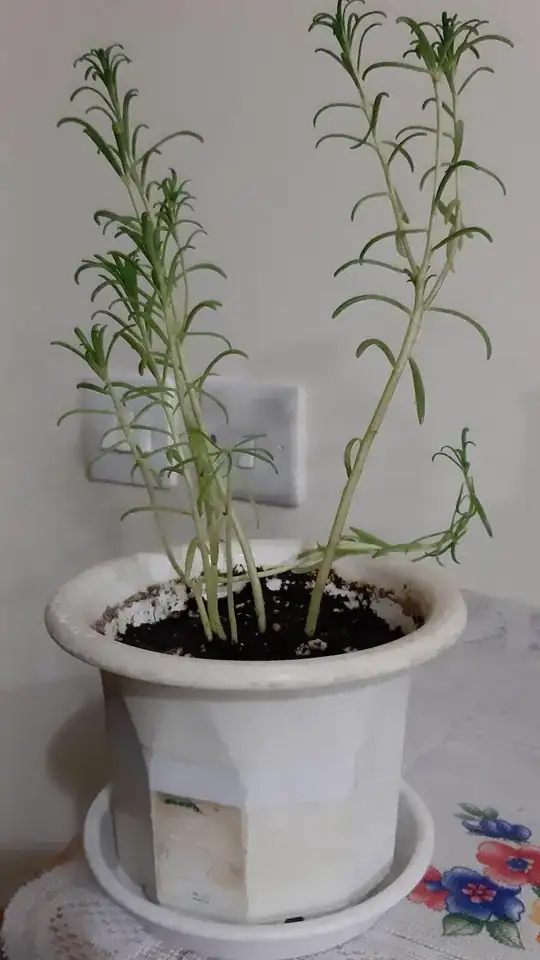 full plant