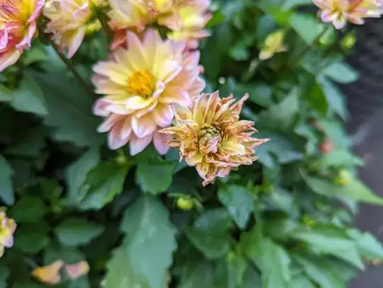 sick dahlia blossom