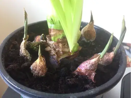 tulip