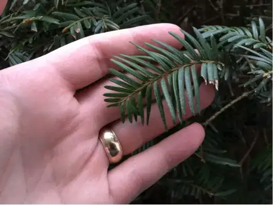 close up of one section of needles for plant identification