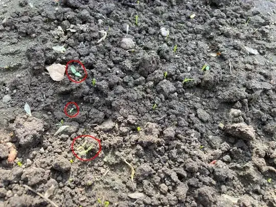 spring onion field with some weeds