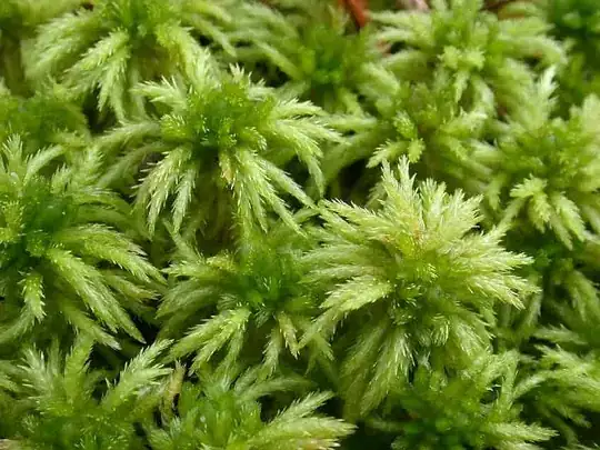 Sphagnum squarrosum