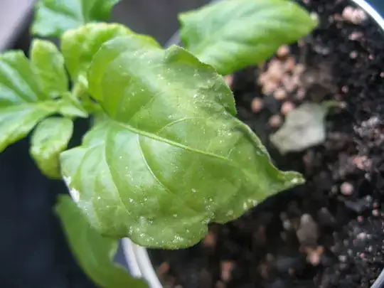 First leaf rotting