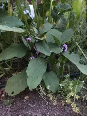 eggplant picture