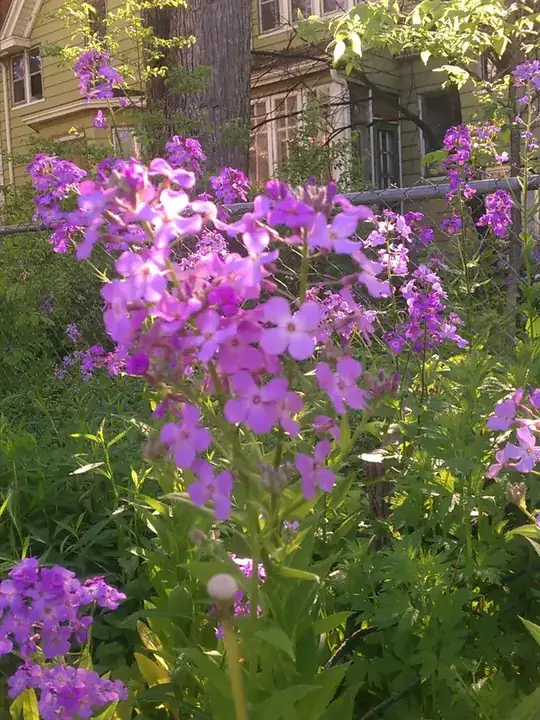 lilacs