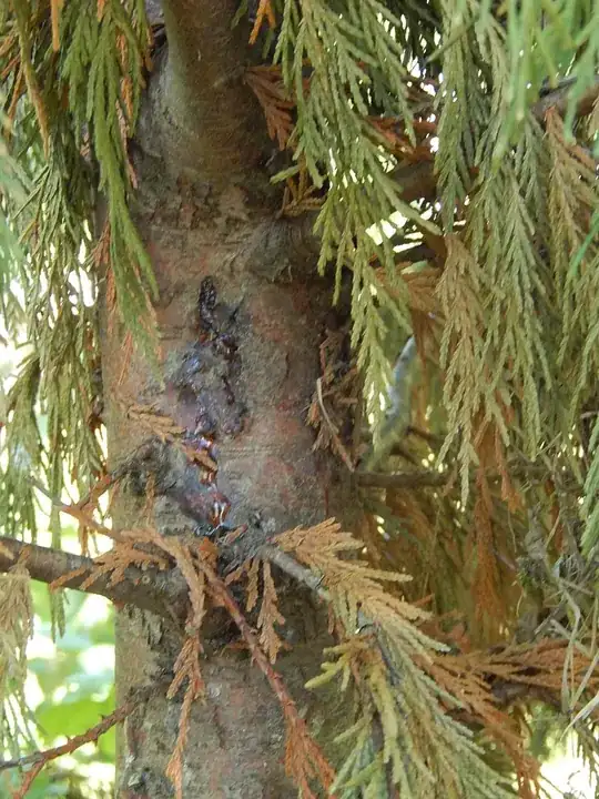 cypress sap