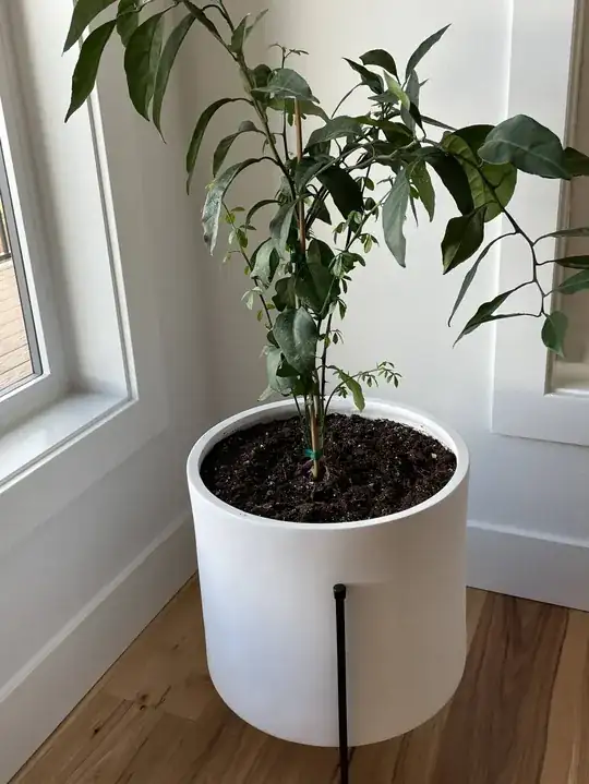 full view of tree