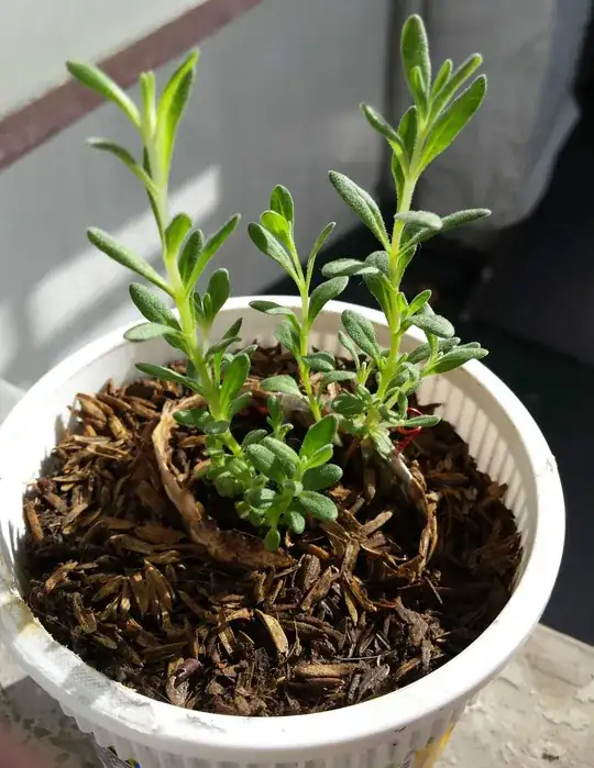 Perished stems of transplanted seedlings.