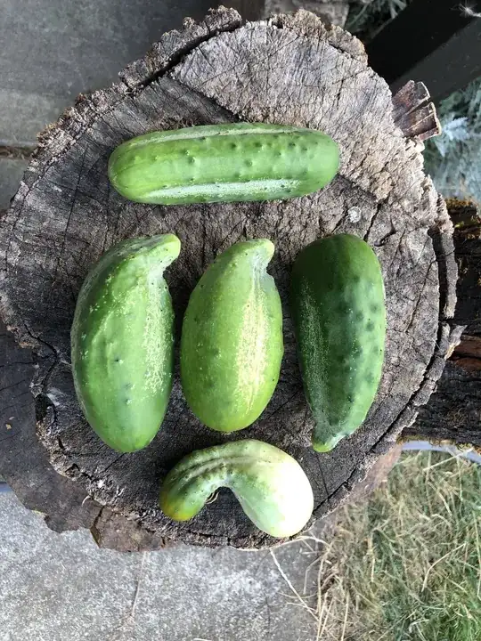 Cucumbers with assymetric shapes