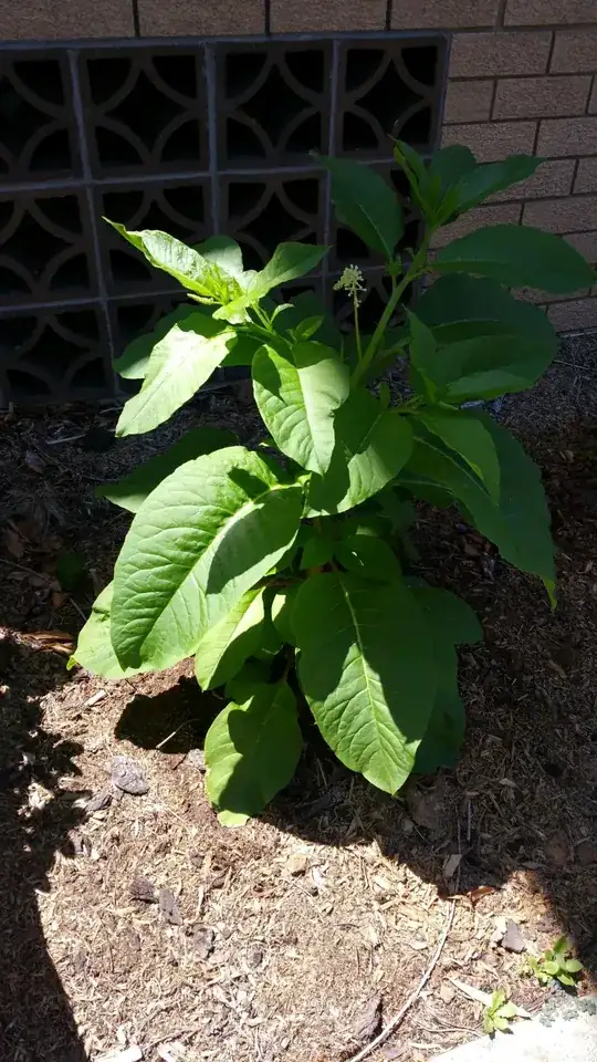 Leaf structure