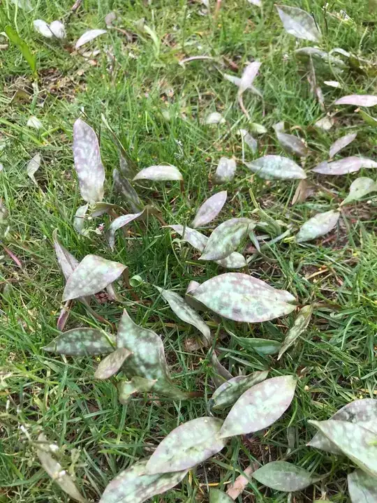 Plant in water