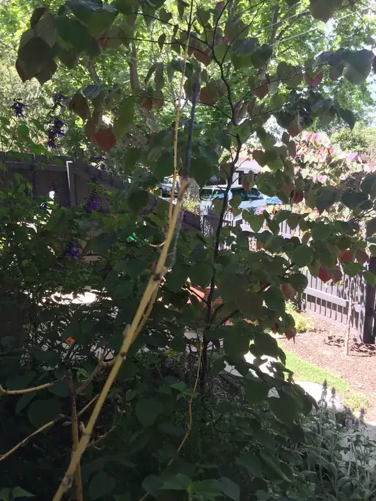 Black right at end of branch (top of picture)