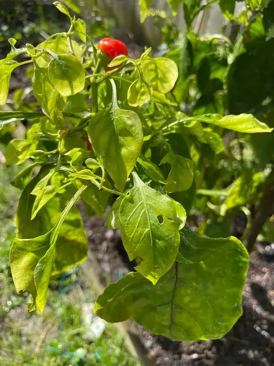 Plant2