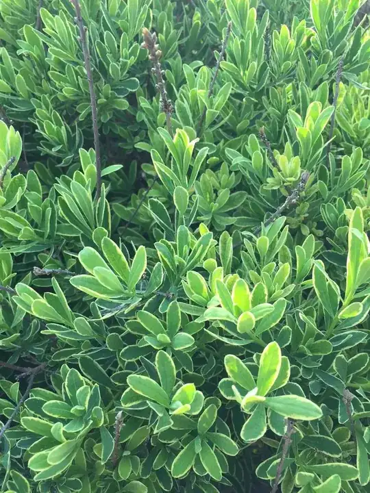 Bonsai Seedlings