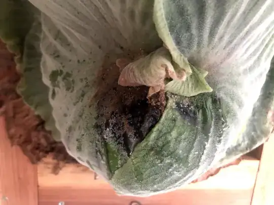 Plant with black spot in centre