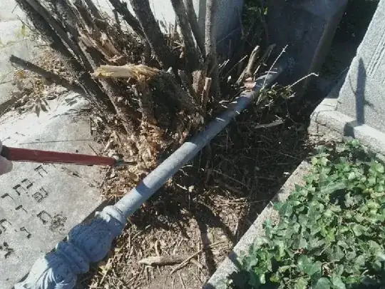 this is the plant
