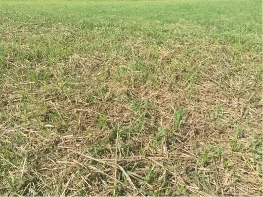 no grass
