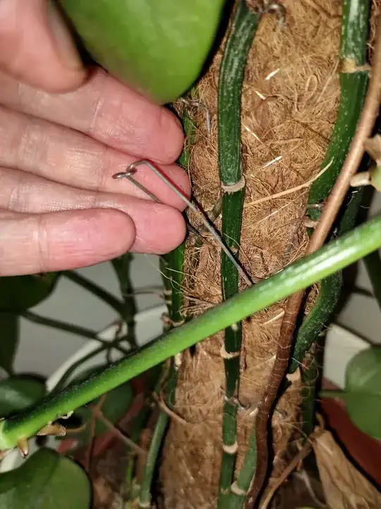 houseplant pinned
