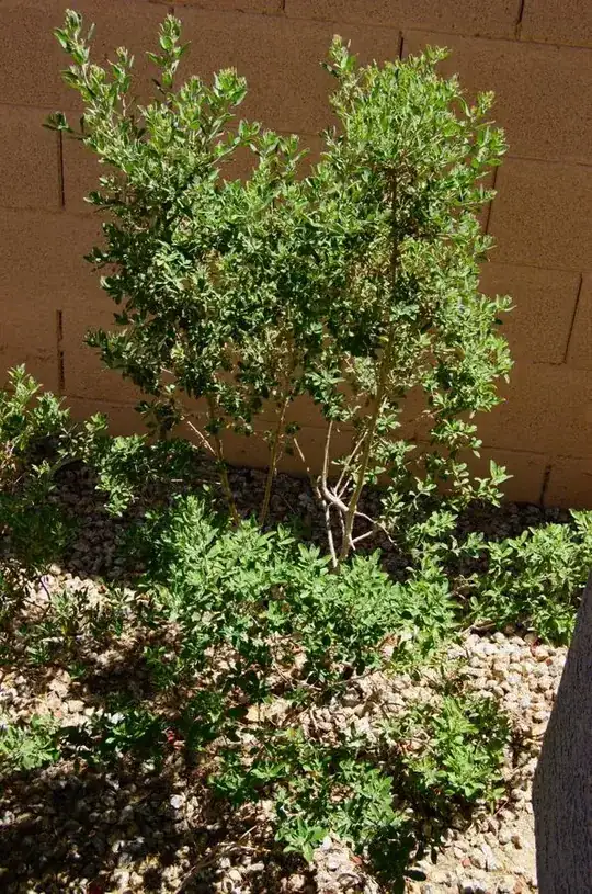 Shrub #3