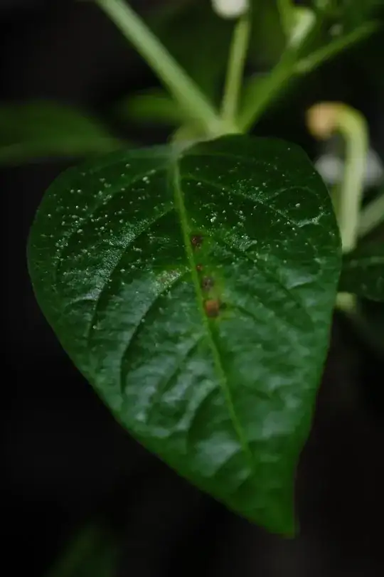 affected leave