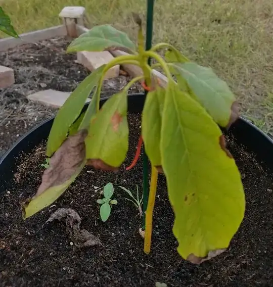 Here is a picture of the avocado.