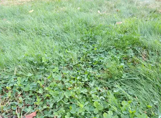 Clover