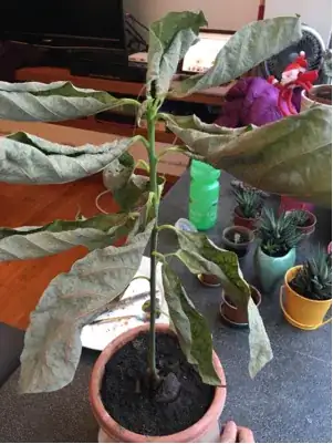 dried avocado plant