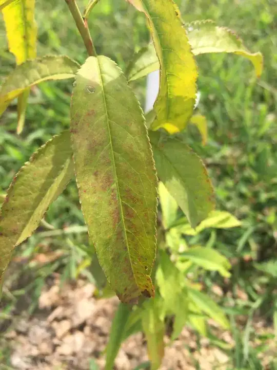 Potential nutrient burning