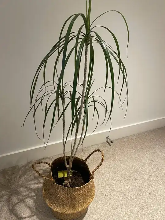 It shed 70% of its leaves now.