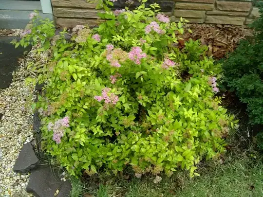 bush