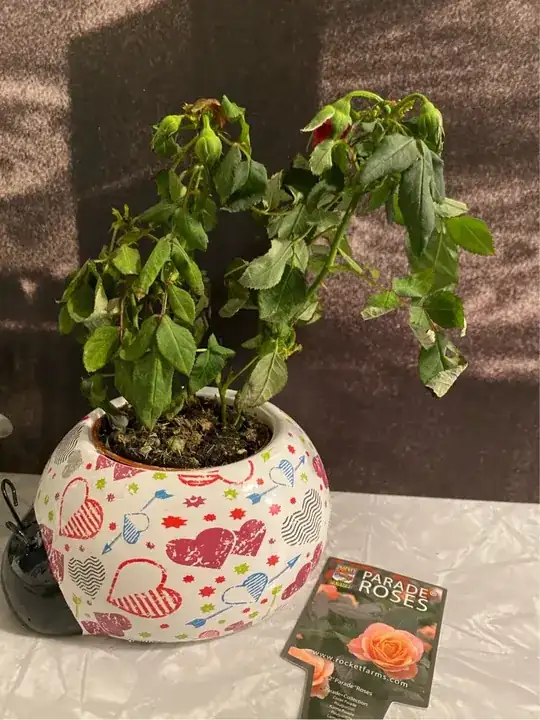 rose bush