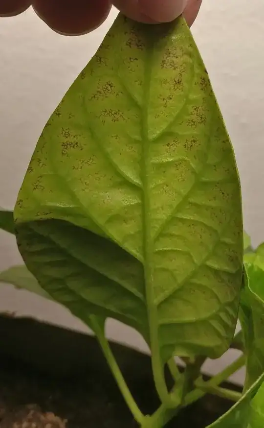 Under the leaf